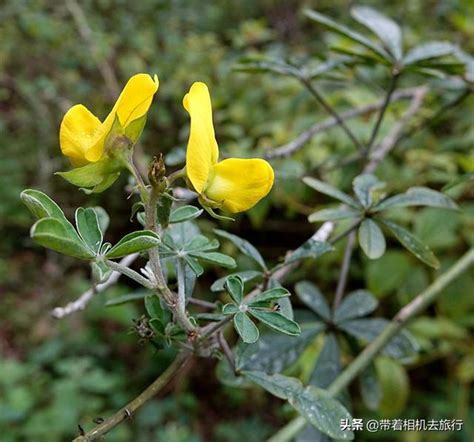 長得像鳥的花|「雀仔花」 是什麼花？亦花亦鳥憶長留